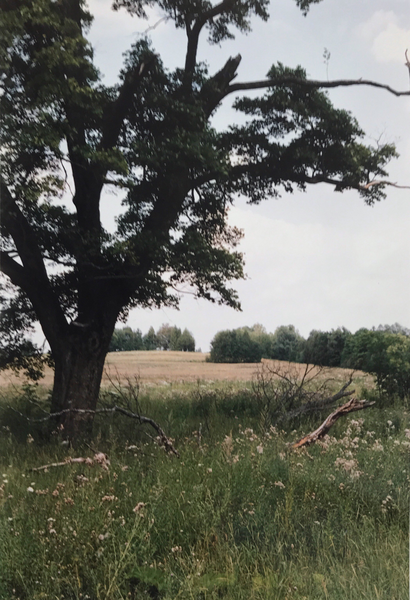 Preußenwall Kr. Ebenrode, Vor dem Baum stand das Haus des Hofes August Warnat