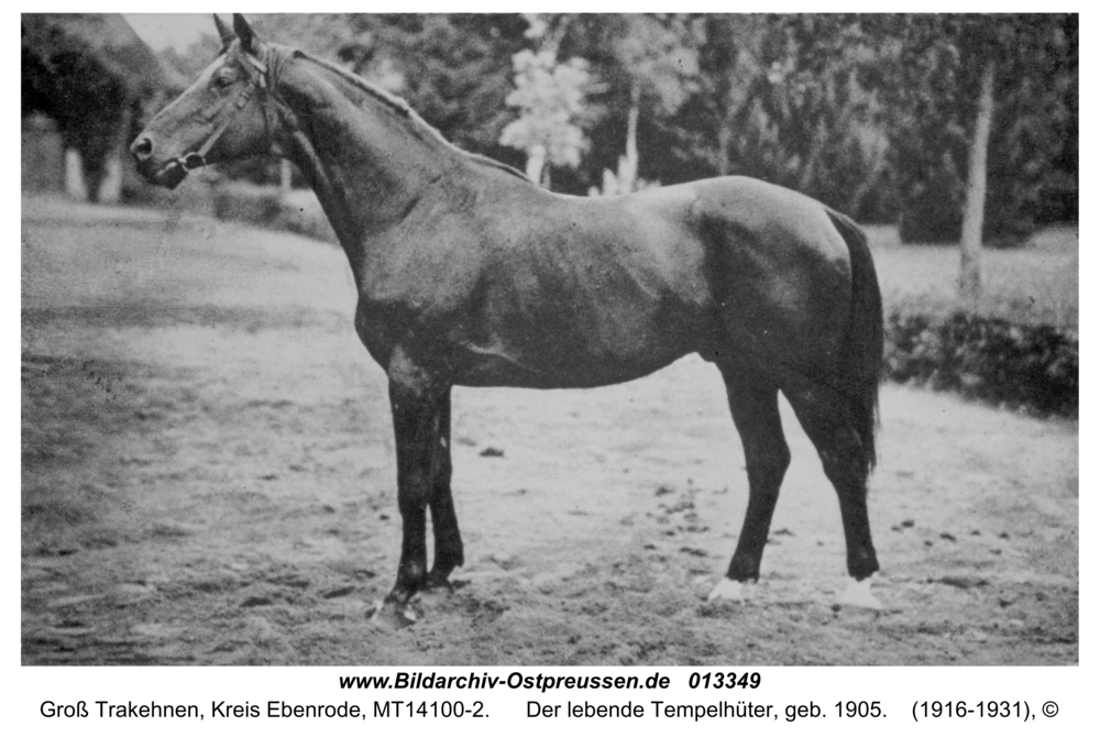 Groß Trakehnen, Der lebende Tempelhüter, geb. 1905