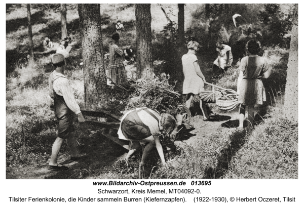 Schwarzort, Tilsiter Ferienkolonie, die Kinder sammeln Burren (Kiefernzapfen)