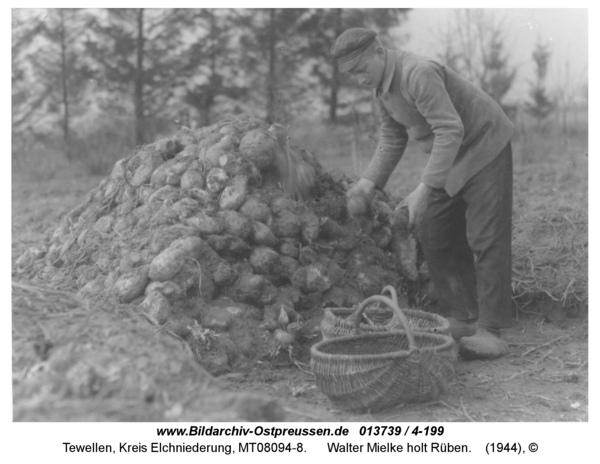 Tewellen, Walter Mielke holt Rüben