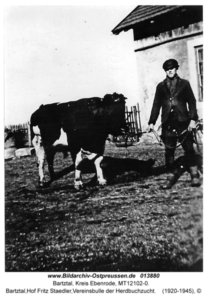 Bartztal, Hof Fritz Staedler, Vereinsbulle der Herdbuchzucht