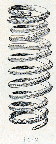 Schwarzort, Spiralarmring