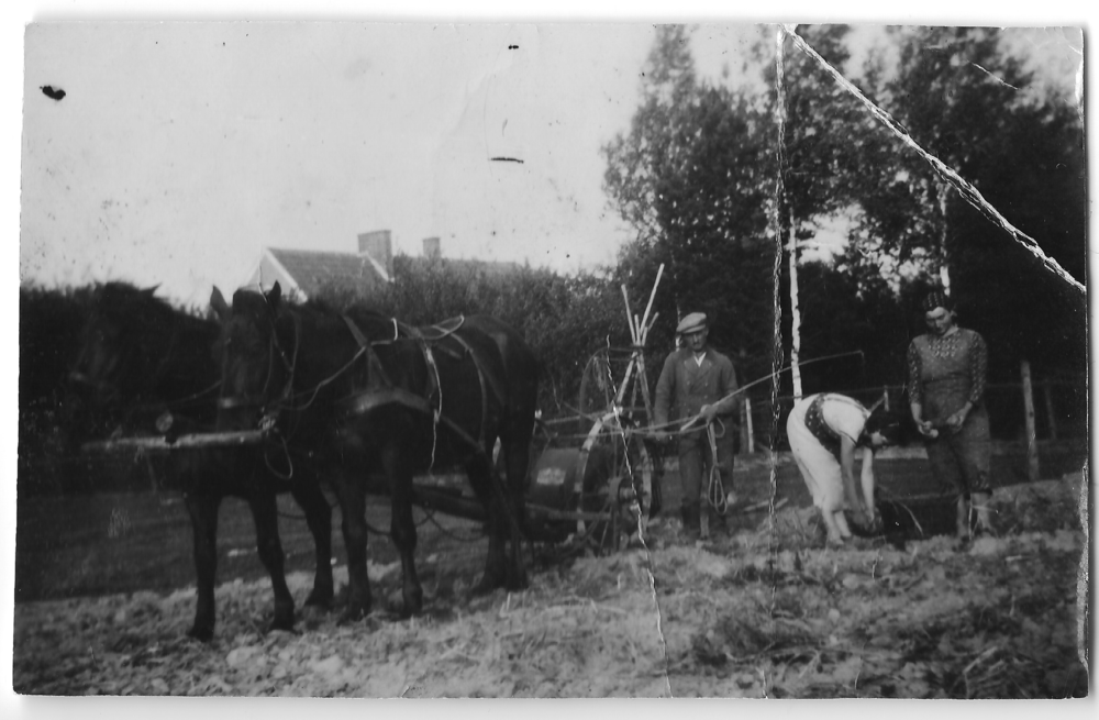 Lauken Kr. Ebenrode, Bauernhof Otto Theophil, Arbeit auf dem Feld