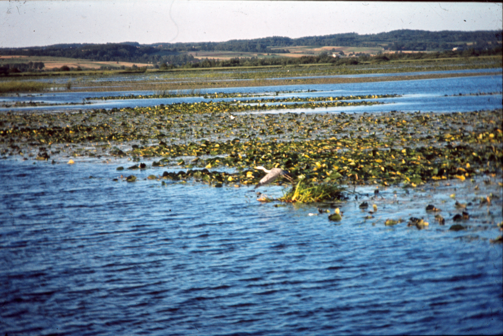 Drausensee (Drausensee),