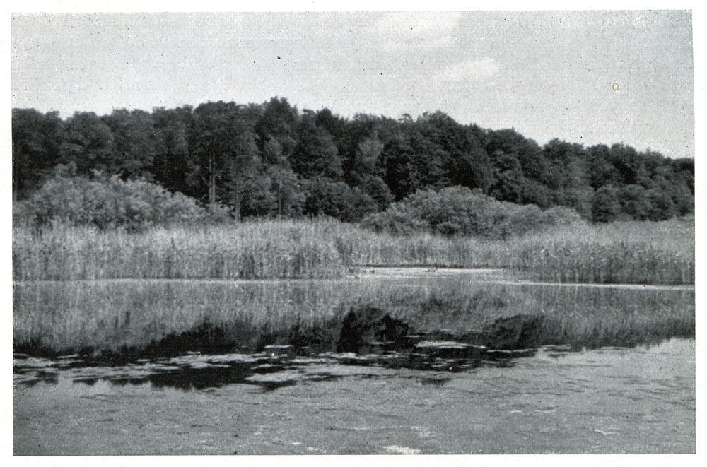 Gauden-See, Wald bei der Krähenhütte