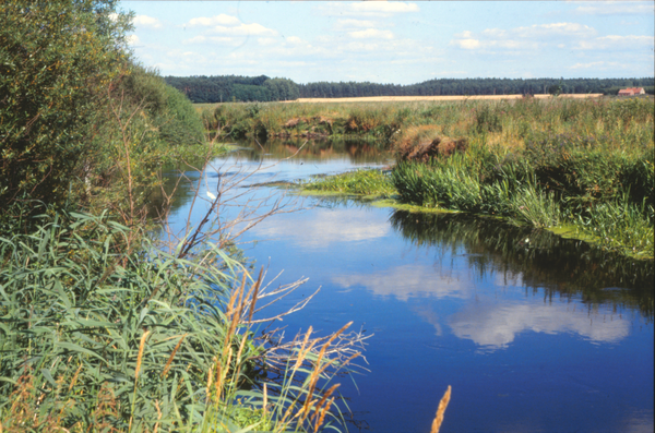 Freudenthal Kr. Rosenberg (Franciszkowo), Drewenz