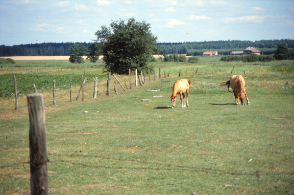 Freudenthal Kr. Rosenberg (Franciszkowo), Pferde auf der Weide, Hintergrund Vorwerk Dunkelwalde