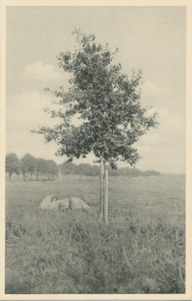 Frögenau, Feldherrnhügel, Hindenburgeiche