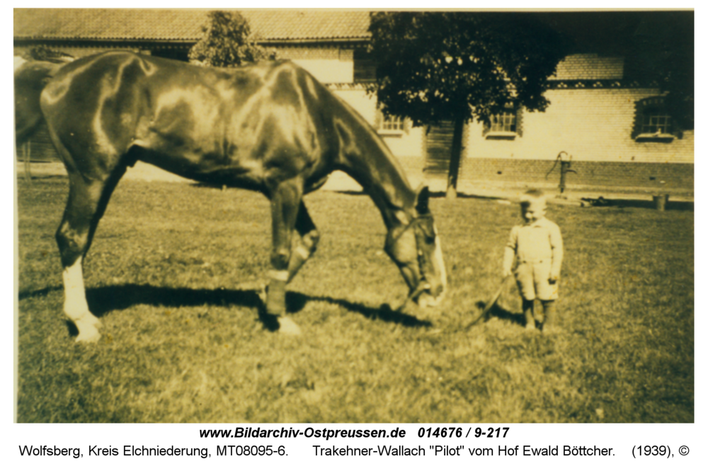 Wolfsberg, Trakehner-Wallach "Pilot" vom Hof Ewald Böttcher