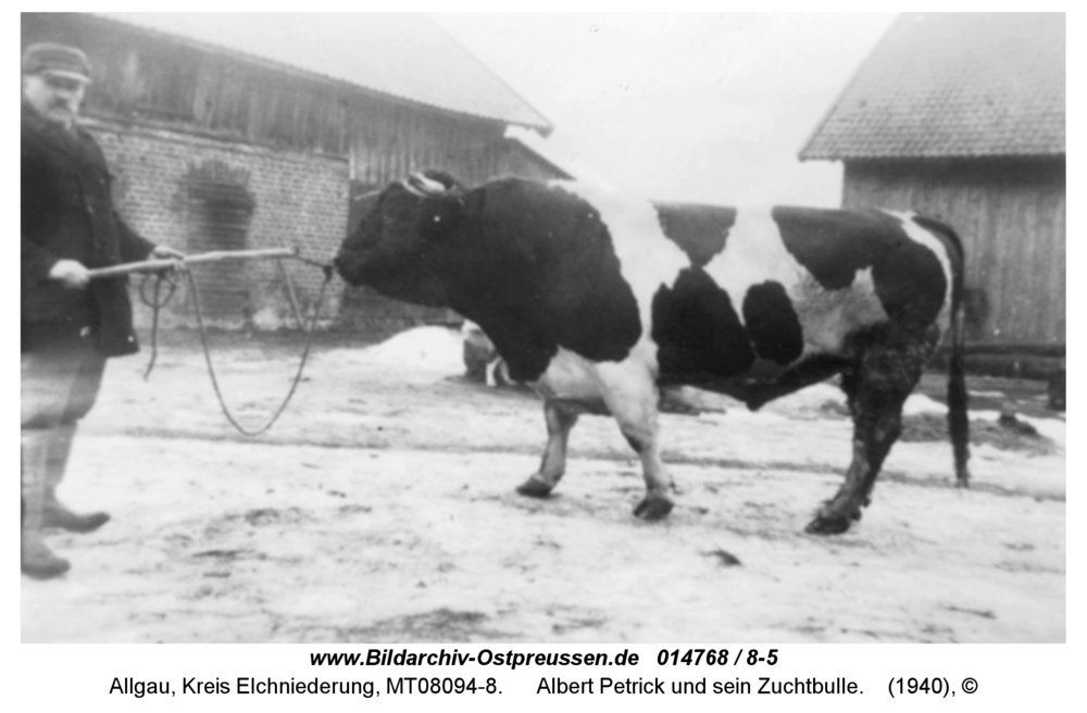 Allgau, Albert Petrick und sein Zuchtbulle