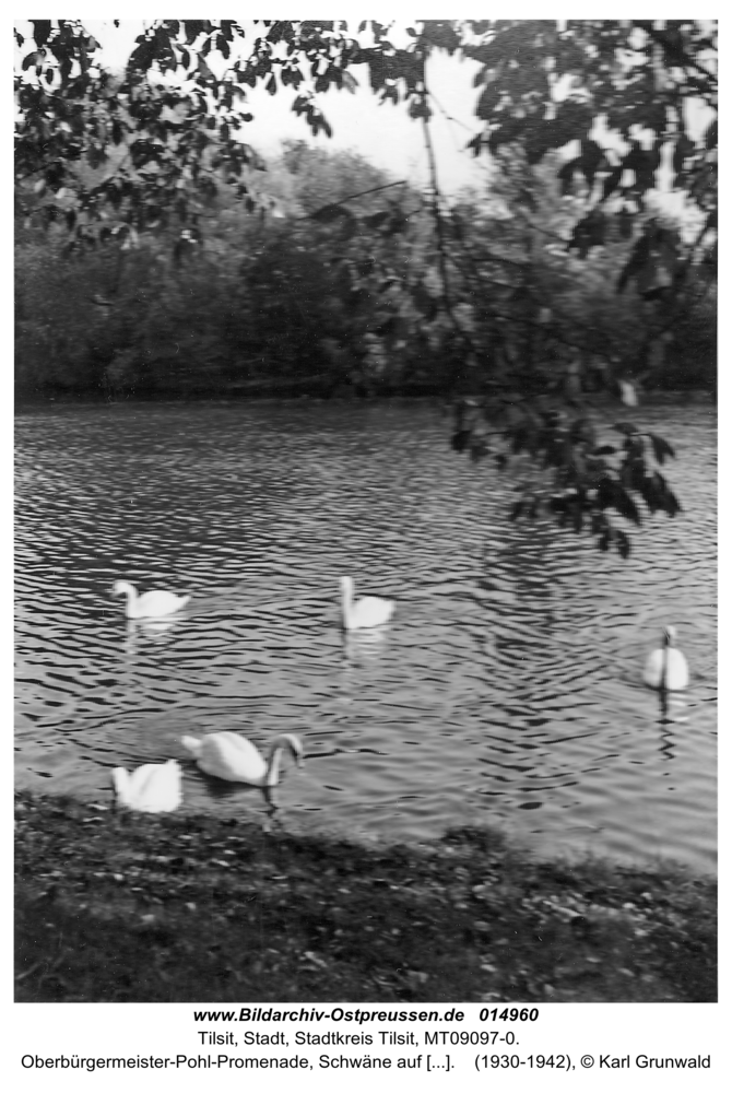 Tilsit, Oberbürgermeister-Pohl-Promenade, Schwäne auf dem Schloßmühlenteich