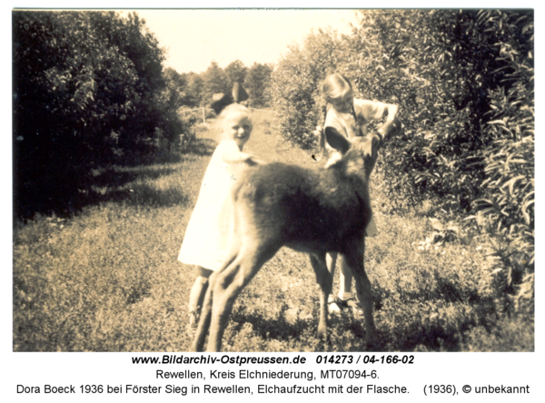 Rewellen 04-166-02, Dora Boeck 1936 bei Förster Sieg in Rewellen, Elchaufzucht mit der Flasche