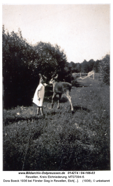 Rewellen 04-166-03, Dora Boeck 1936 bei Förster Sieg in Rewellen, Elchaufzucht mit der Flasche