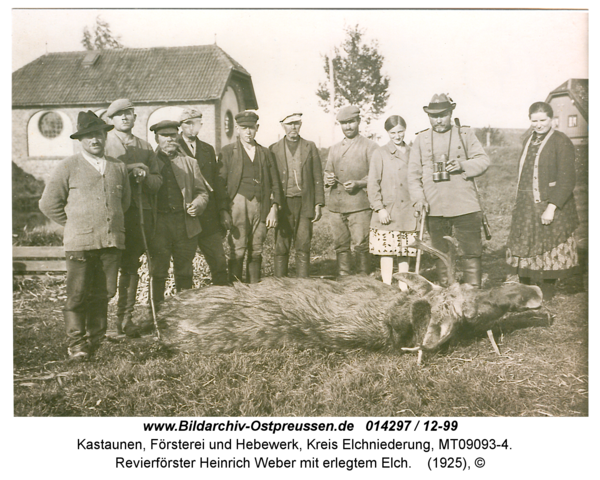 Kastaunen, Revierförster Heinrich Weber mit erlegtem Elch