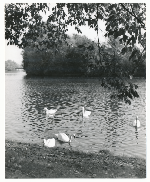 Tilsit, Oberbürgermeister-Pohl-Promenade, Schwäne auf dem Schloßmühlenteich