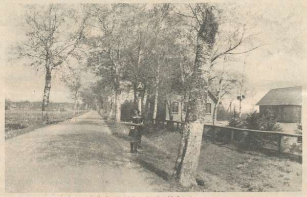 Piaulen (Pjauliai), Chausse mit Birken, rechts Volksschule