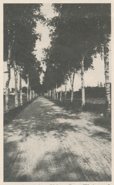 Galsdon-Joneiten, Birkenallee