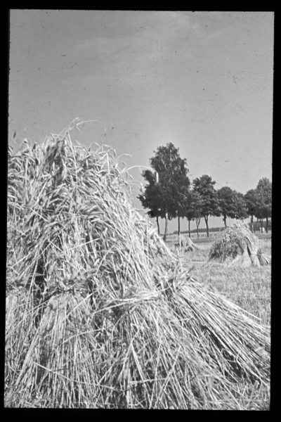 Ostpreußen, Getreidehocken. wo?