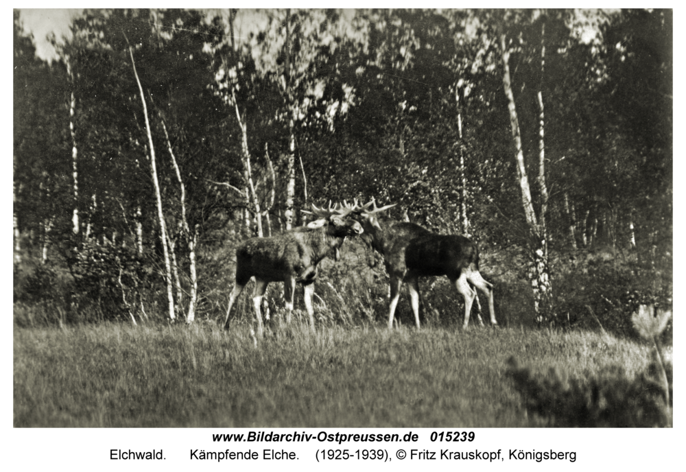 Elchwald, Kämpfende Elche