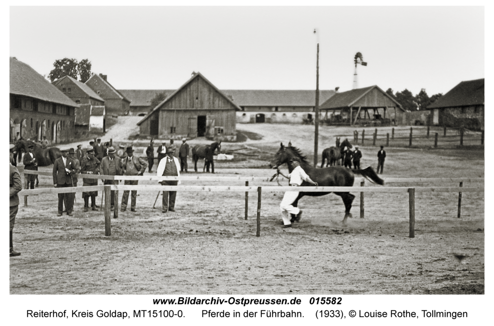 Reiterhof, Pferde in der Führbahn