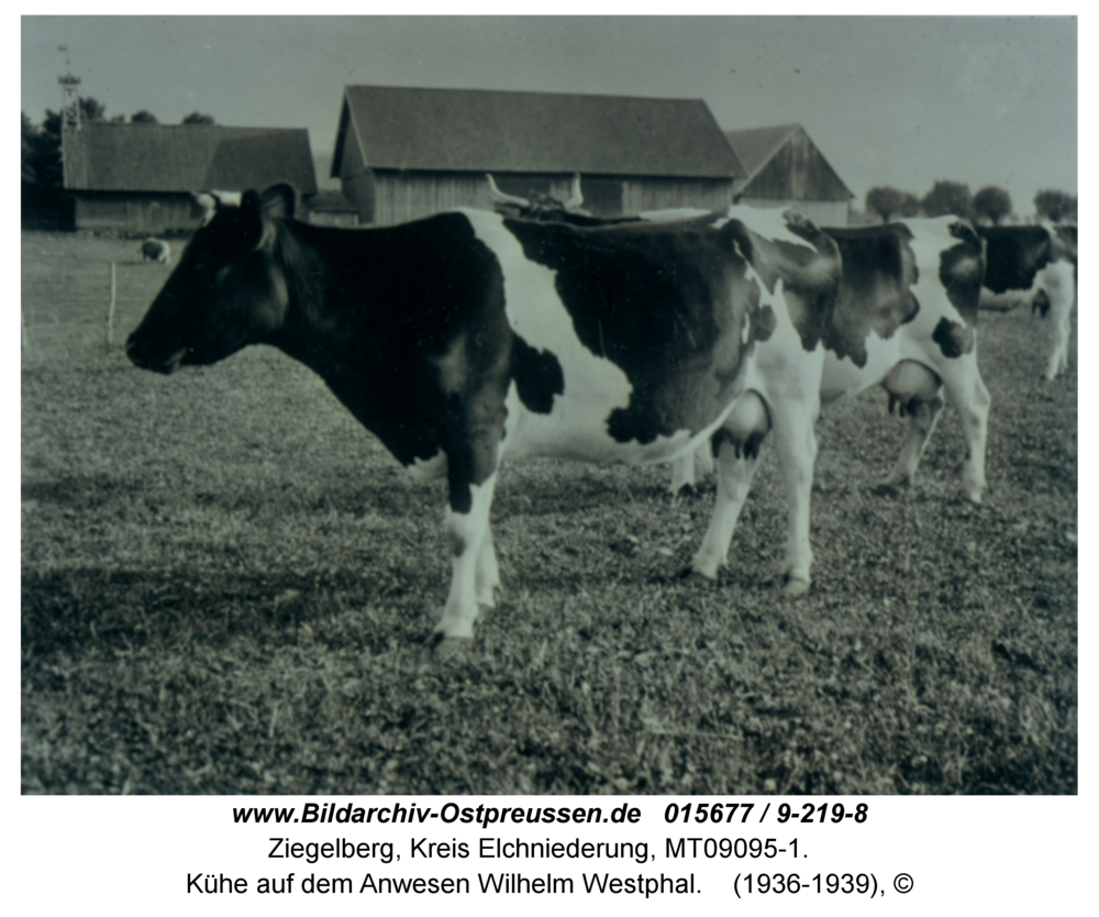 Ziegelberg, Kühe auf dem Anwesen Wilhelm Westphal