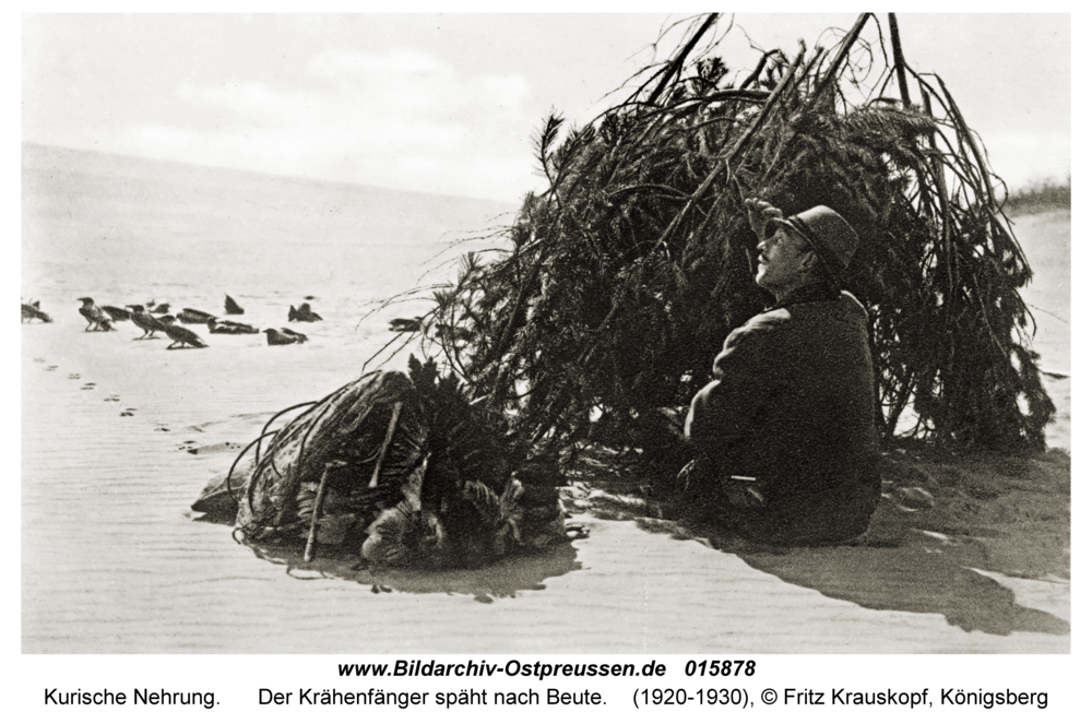 Kurische Nehrung, Der Krähenfänger späht nach Beute