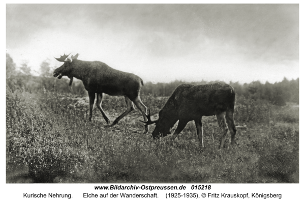 Kurische Nehrung, Elche auf der Wanderschaft