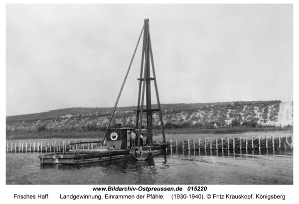 Frisches Haff, Landgewinnung, Einrammen der Pfähle