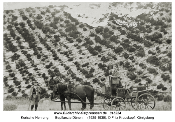 Kurische Nehrung, Bepflanzte Dünen