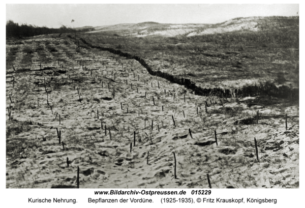 Kurische Nehrung, Bepflanzen der Vordüne