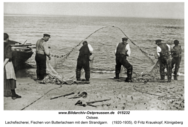 Ostsee, Lachsfischerei, Fischen von Butterlachsen mit dem Strandgarn