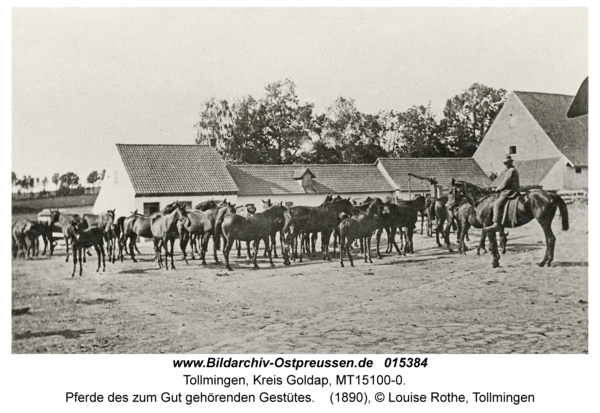 Tollmingen, Pferde des zum Gut gehörenden Gestütes