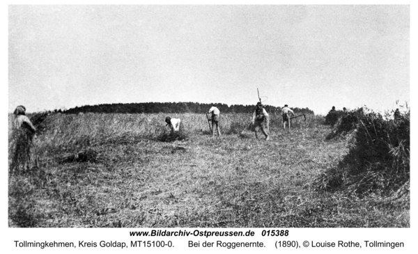 Tollmingen, Bei der Roggenernte