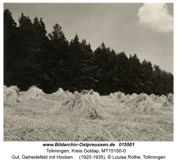 Tollmingen, Gut, Getreidefeld mit Hocken