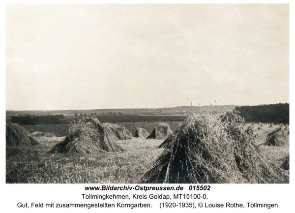 Tollmingen, Gut, Feld mit zusammengestellten Korngarben