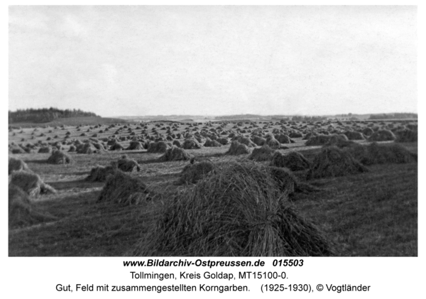 Tollmingen, Gut, Feld mit zusammengestellten Korngarben