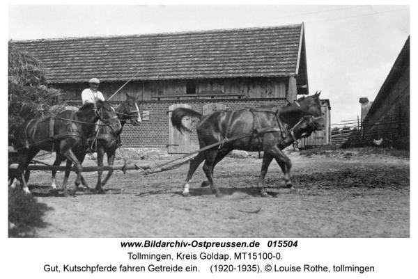 Tollmingen, Gut, Kutschpferde fahren Getreide ein