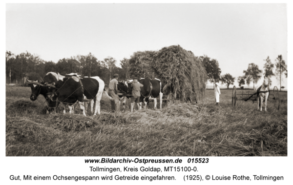 Tollmingen, Gut, Mit einem Ochsengespann wird Getreide eingefahren