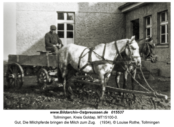 Tollmingen, Gut, Die Milchpferde bringen die Milch zum Zug