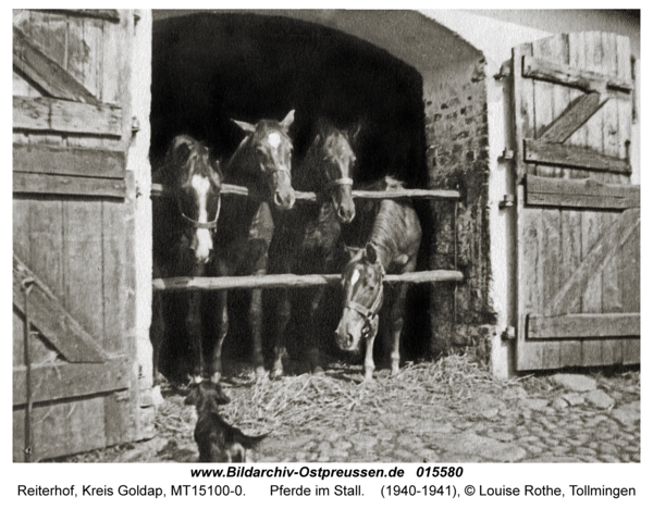 Reiterhof, Pferde im Stall