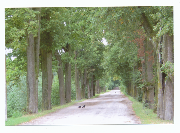 Tollmingen, Lindenallee nach Reiterhof