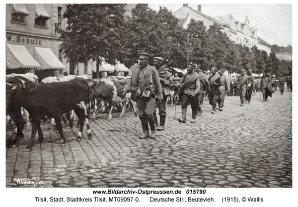 Tilsit, Deutsche Str., Beutevieh