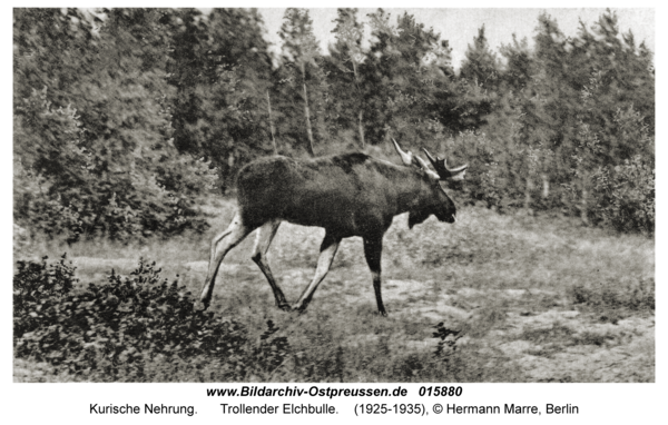 Kurische Nehrung, Trollender Elchbulle