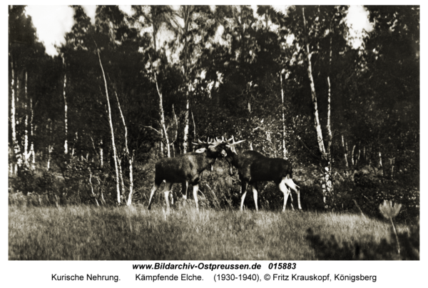 Kurische Nehrung, Kämpfende Elche