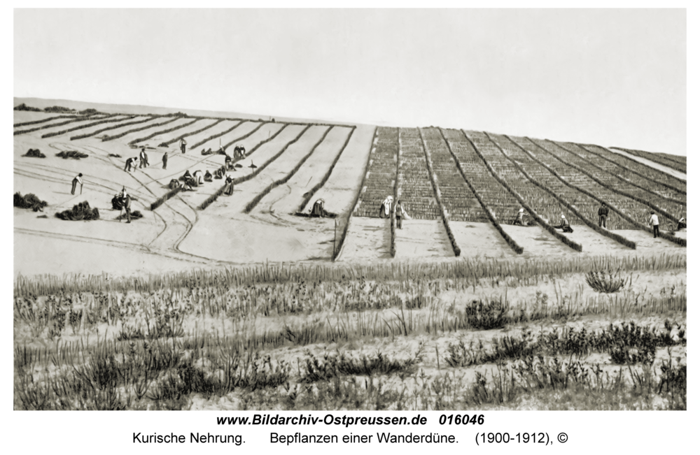 Kurische Nehrung, Bepflanzen einer Wanderdüne