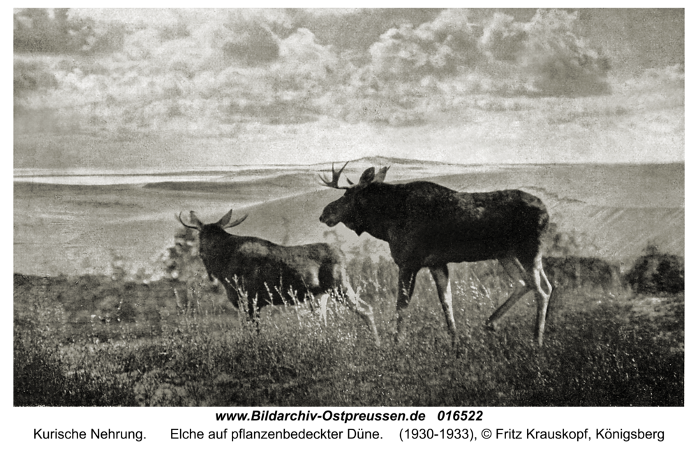 Kurische Nehrung, Elche auf pflanzenbedeckter Düne