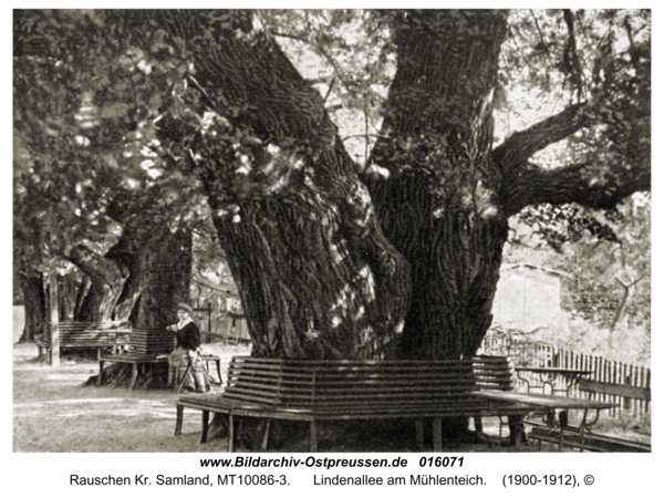 Rauschen Kr. Samland, Lindenallee am Mühlenteich