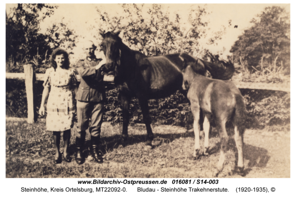 Steinhöhe, Bludau - Steinhöhe Trakehnerstute