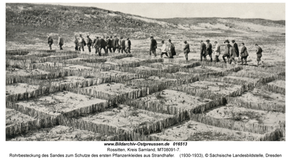 Rossitten Kr. Samland, Rohrbesteckung des Sandes zum Schutze des ersten Pflanzenkleides aus Strandhafer