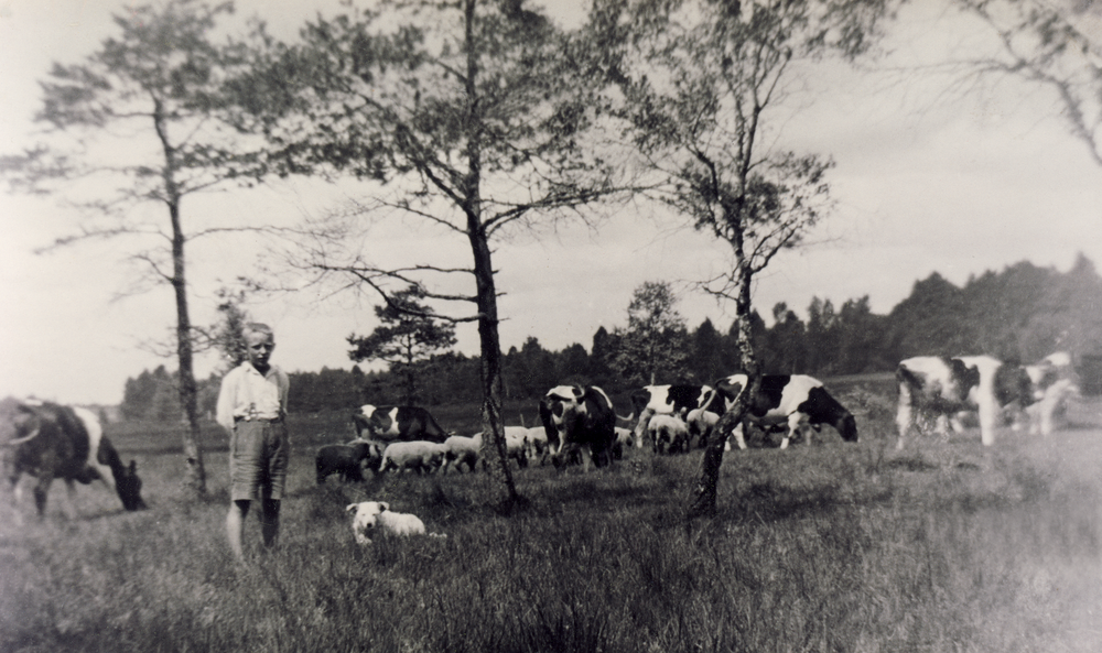 Geislingen, Lothar Olk beim Kühe hüten